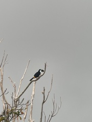 Ramphastos vitellinus
