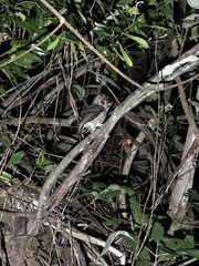 Otus lempiji