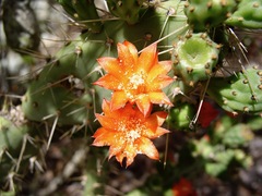 Tacinga palmadora