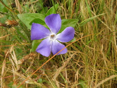Vinca