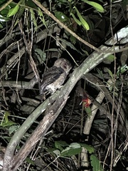 Otus lempiji