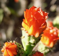 Tacinga palmadora