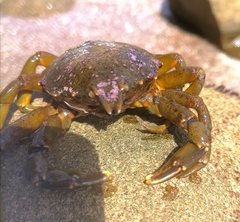 Taliepus
