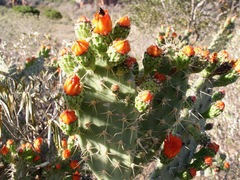 Tacinga palmadora