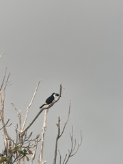 Ramphastos vitellinus