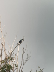 Ramphastos vitellinus