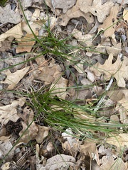 Carex cherokeensis