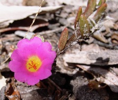 Portulacaceae