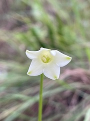 Gentianaceae