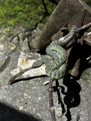 Trimeresurus venustus