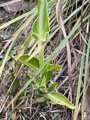 Gentianaceae