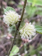 Hyptis capitata