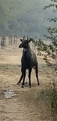 Boselaphus tragocamelus