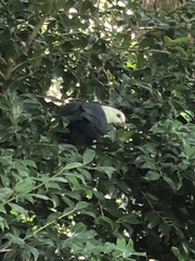 Columba leucomela