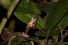 Rhacophorus pardalis