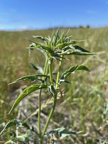 Image of Eryngium jepsonii by (c) Dee Shea Himes, some rights reserved (CC BY)