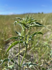 Eryngium jepsonii