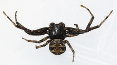 Bassaniana