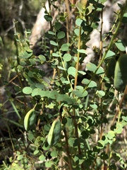 Bossiaea rhombifolia