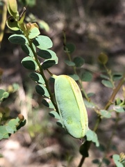 Bossiaea rhombifolia