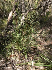 Bossiaea rhombifolia