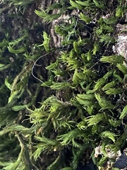 Pulvigera lyellii