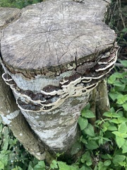 Earliella