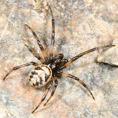 Steatoda albomaculata