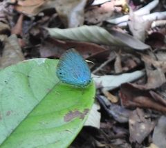 Trichonis hyacinthus