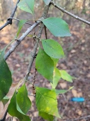 Forestiera