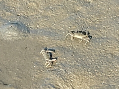 Macrophthalmus banzai