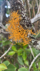 Teloschistes flavicans