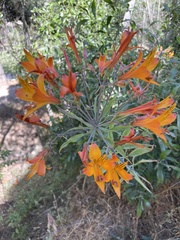 Alstroemeria ligtu simsii