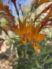 Alstroemeria ligtu simsii