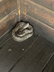 Python natalensis