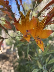Alstroemeria ligtu simsii