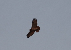 Buteo jamaicensis