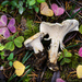 White Chanterelle - Photo (c) Mike Potts, some rights reserved (CC BY-NC-ND), uploaded by Mike Potts