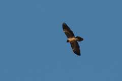 Gypaetus barbatus barbatus
