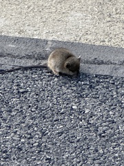 Rodentia