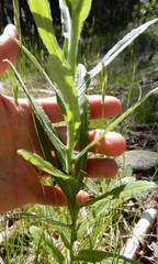 Pseudognaphalium macounii