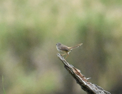 Prinia subflava