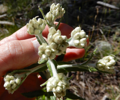 Pseudognaphalium macounii