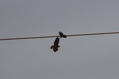 Buteo jamaicensis