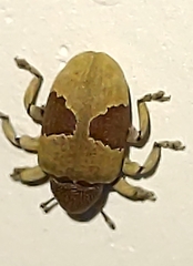 Rhinochenus stigma