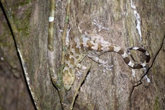 Cyrtodactylus