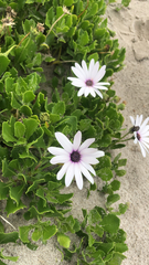 Dimorphotheca fruticosa