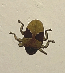 Rhinochenus stigma