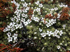Veronica pulvinaris