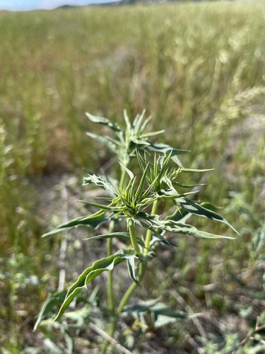 Image of Eryngium jepsonii by (c) Dee Shea Himes, some rights reserved (CC BY)
